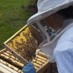 Erkältungskrankheiten mit Bienenprodukten und Pflanzen behandeln