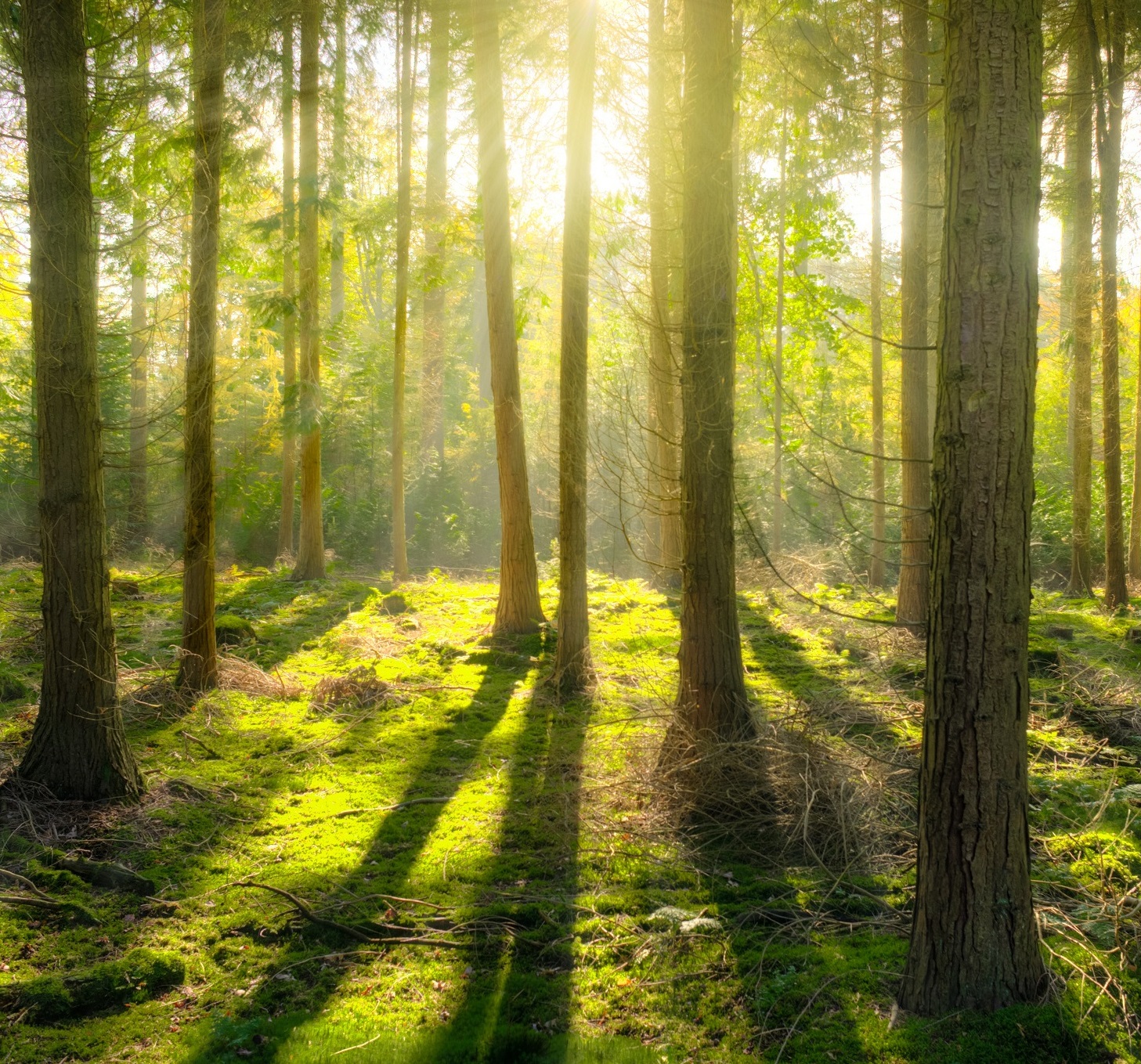 Waldbaden – weit mehr als nur ein Waldspaziergang