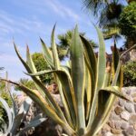 Aloe vera – Heilpflanze zwischen Tradition und moderner Wissenschaft